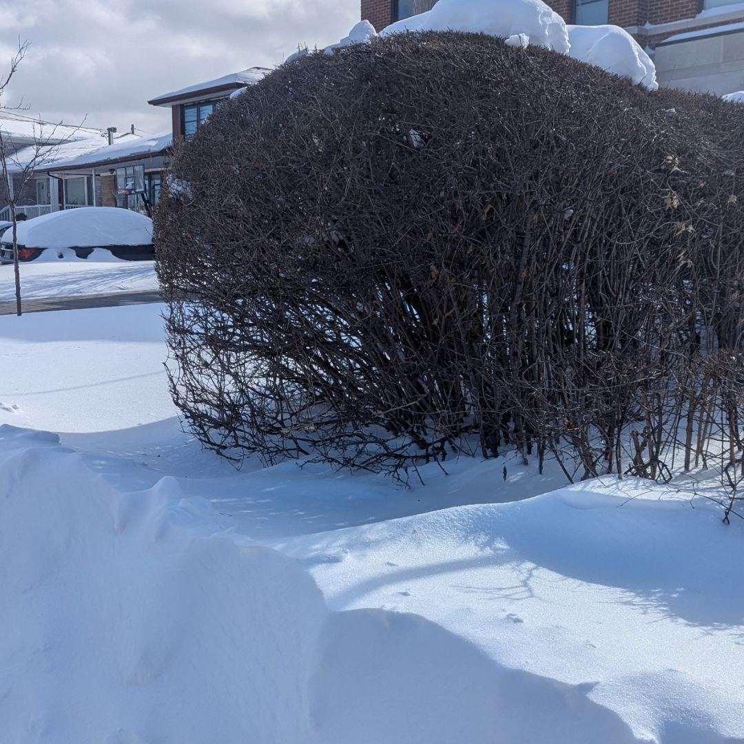 During my walk, I noticed birds chirping, even though it was minus degrees and there was tons of snow. It was quiet, but then I heard them, so I recorded it. <br><audio controls src='audio/Bird.mp3'></audio>
